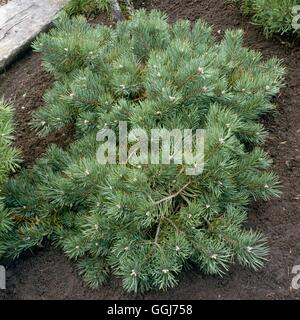 Pinus sylvestris - `Albyns'   CON016040 Stock Photo